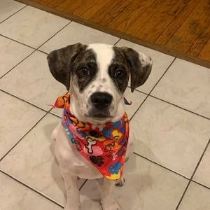 Meet your Posher, Diane